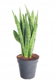 Tenura páskatá, Sansevieria kirkii, průměr květináče 14 - 15 cm