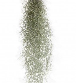 Tilandsie provazovkovitá, Tillandsia usneoides, závěs 45 - 50 cm dlouhý