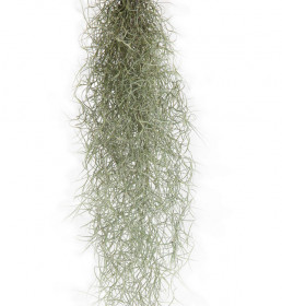 Tilandsie provazovkovitá, Tillandsia usneoides, závěs 80 - 100 cm dlouhý