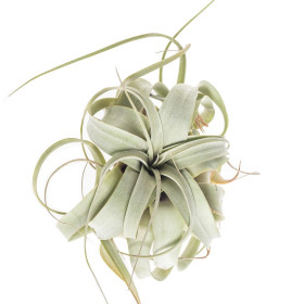 Tilandsie, Tillandsia xerographica EXTRA