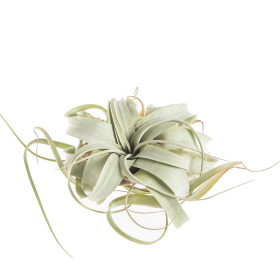 Tilandsie, Tillandsia xerographica