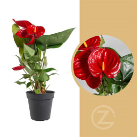 Toulitka, Anthurium Diamond Red, tmavě červená, průměr květináče 12 - 15 cm