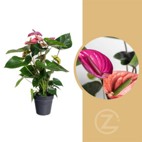 Toulitka, Anthurium Fiorino, světle fialová, průměr květináče 17 cm