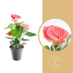 Toulitka, Anthurium Pink Fever, růžová, průměr květináče 12 - 15 cm