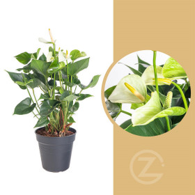 Toulitka, Anthurium Princess Alexia Snow, bílá, průměr květináče 12 - 15 cm