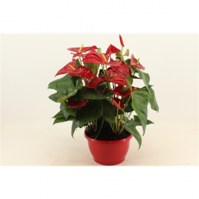 Toulitka, Anthurium Red Winner, červená, průměr květináče 24 cm