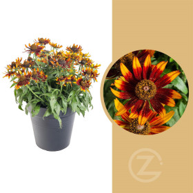 Třapatka, Rudbeckia Sunbeckia, hnědá, velikost kontejneru 5 l
