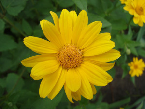 Třapatka, Rudbeckia Sunbeckia, světle žlutá, velikost kontejneru 5 l