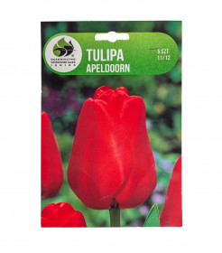 Tulipán cibule, Tulipa Apeldoorn, Jacek, červený, 5 ks