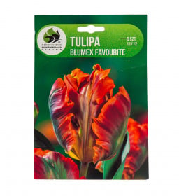 Tulipán cibule, Tulipa Blumex Favourite, Jacek, červeno - žlutý, 5 ks