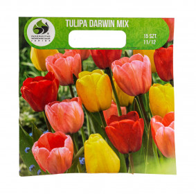 Tulipán cibule, Tulipa Darwin hybrid, Jacek, mix barev, 15 ks
