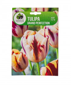 Tulipán cibule, Tulipa Grand Perfection, Jacek, bílo - červený, 5 ks