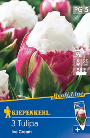 Tulipán cibule, Tulipa Ice Cream, Kiepenkerl, bílo - růžový, 3 ks