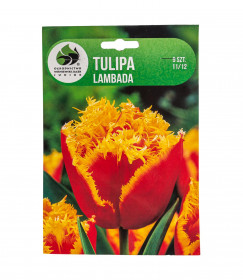 Tulipán cibule, Tulipa Lambada, Jacek, žluto - červený, 5 ks