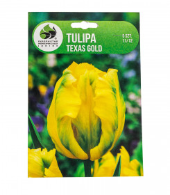 Tulipán cibule, Tulipa Texas Gold, Jacek, žlutý, 5 ks