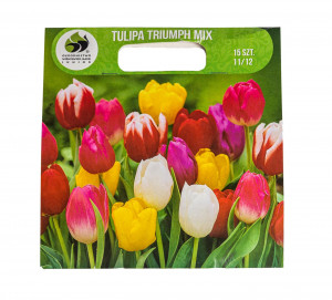 Tulipán cibule, Tulipa Triumph, Jacek, mix barev, 15 ks
