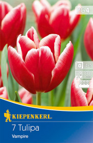 Tulipán cibule, Tulipa Vampire, Kiepenkerl, červeno - bílý, 7 ks