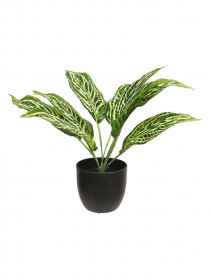 Umělá aglaonema Sunshine, v květináči, zelená, výška 30 cm