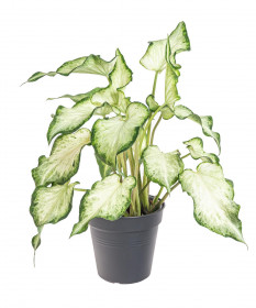Užovník, Caladium, Helsinky, průměr květináče 12 cm