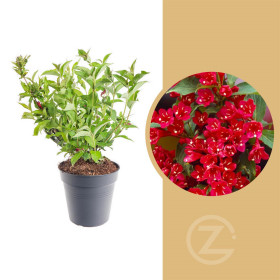 Vajgélie, Weigela Red Prince, velikost kontejneru 5 l