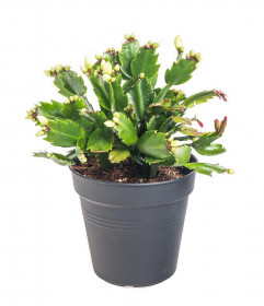 Vánoční kaktus, Schlumbergera, bílý, průměr květináče 13 cm