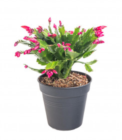 Vánoční kaktus, Schlumbergera, růžový, průměr květináče 13 cm