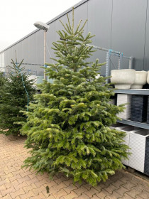 Vánoční stromek, Jedle kavkazská, Abies nordmanniana, vysoká 250 - 300 cm, řezaná