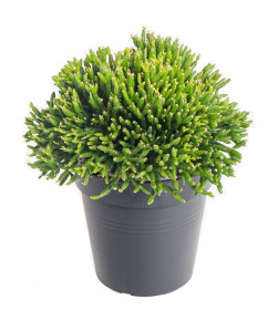 Věšák, Rhipsalis heteroclada, průměr květináče 10 - 12 cm