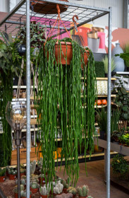Věšák, Rhipsalis paradoxa, závěs, průměr květináče 30 cm
