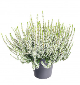 Vřes obecný, Calluna vulgaris, bílý, průměr květináče 12 cm