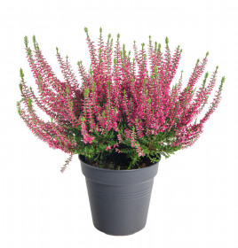 Vřes obecný, Calluna vulgaris, červený, průměr květináče 12 cm