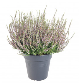 Vřes obecný, Calluna vulgaris, fialový, průměr květináče 10.5 cm