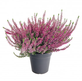 Vřes obecný, Calluna vulgaris, fialový, průměr květináče 12 cm