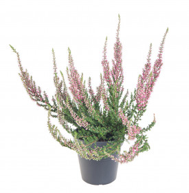 Vřes obecný, Calluna vulgaris, růžový, průměr květináče 10.5 cm