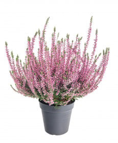 Vřes obecný, Calluna vulgaris, světle růžový, průměr květináče 12 cm