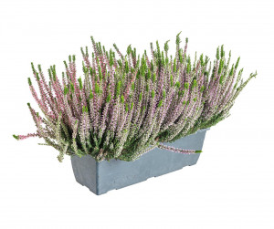 Vřes obecný, Calluna vulgaris, vícebarevný, truhlík 40 cm