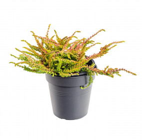 Vřes obecný, Calluna vulgaris, žluto - zelený, průměr květináče 10.5 cm
