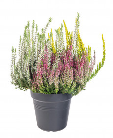 Vřes obecný Trios, Calluna vulgaris, tříbarevný, průměr květináče 13 cm