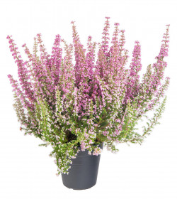 Vřesovec Beauty Queens, Erica gracilis, světle růžová, průměr květináče 12 - 13 cm