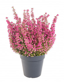 Vřesovec , Erica gracilis, průměr květináče 11 cm