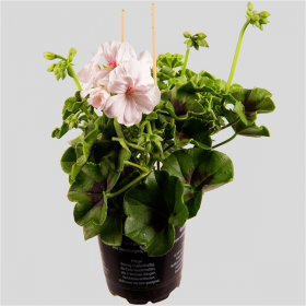 Výhodné balení 10x Muškát převislý, Pelargonium peltatum, bílo - oranžový, velikost květináče 10 - 12 cm