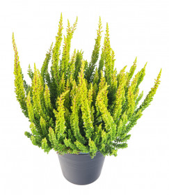 Výhodné balení 10x Vřes obecný Skyline, Calluna vulgaris, světle zelený, průměr květináče 10 - 11 cm