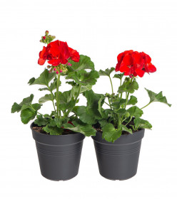 Výhodné balení 2x Muškát vzpřímený, Pelargonium zonale, červený, velikost květináče 10 - 12 cm