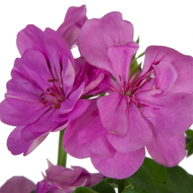 Výhodné balení 3x Muškát vzpřímený, Pelargonium zonale, fialový, velikost květináče 10 - 12 cm