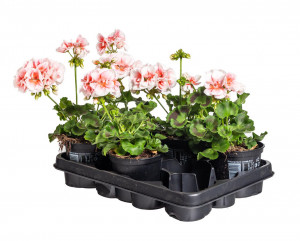 Výhodné balení 5x Muškát vzpřímený, Pelargonium zonale, bílo - oranžová, velikost květináče 10 - 12 cm