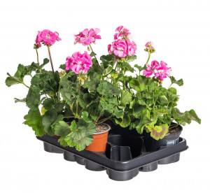Výhodné balení 5x Muškát vzpřímený, Pelargonium zonale, světle růžový, velikost květináče 10 - 12 cm