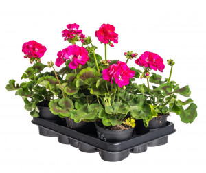 Výhodné balení 6x Muškát vzpřímený, Pelargonium zonale, tmavě růžový, velikost květináče 10 - 12 cm