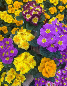 Výhodné balení 6x Prvosenka bezlodyžná, Primula acaulis, mix barev