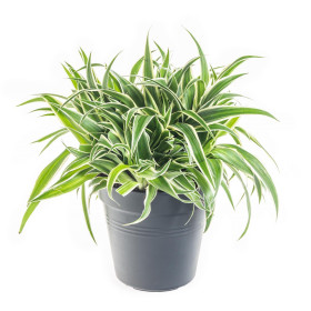 Zelenec, Chlorophytum comosum Ocean, průměr květináče 15 cm