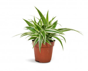 Zelenec, Chlorophytum comosum Ocean, průměr květináče 6 cm